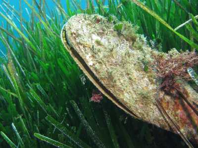 Si ricava da un mollusco chiamato scientificamente Pinna nobilis ma meglio conosciuto come �nacchera di mare�...(foto di Arnaud Abadie) 